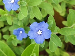 Evolvulus glomeratus