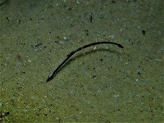 Mitotichthys meraculus