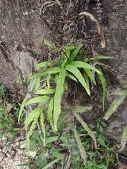 Pteris cretica