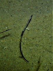 Mitotichthys meraculus