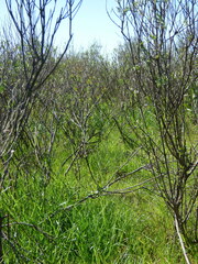 Acanthostyles buniifolius