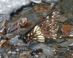 Catasticta colla punctata