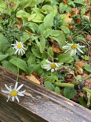 Argyranthemum frutescens