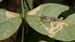 Therevidae