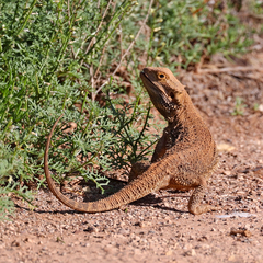 Pogona vitticeps
