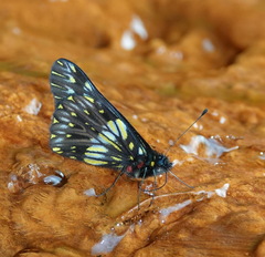 Catasticta colla punctata