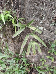 Pteris cretica