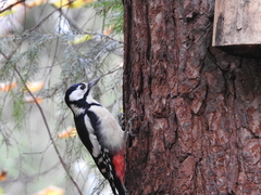 Dendrocopos major