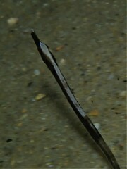 Mitotichthys meraculus