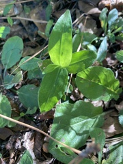 Tradescantia fluminensis