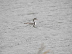 Podiceps cristatus