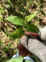Tradescantia fluminensis