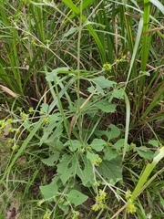 Sigesbeckia pubescens