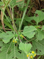Sigesbeckia pubescens
