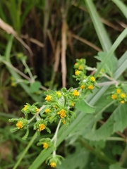 Sigesbeckia pubescens