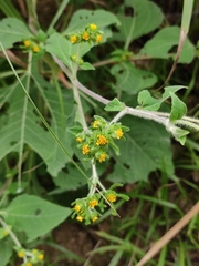Sigesbeckia pubescens
