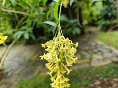 Cestrum nocturnum