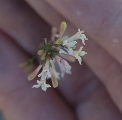 Asperula aristata