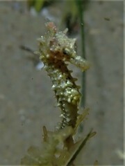 Hippocampus breviceps