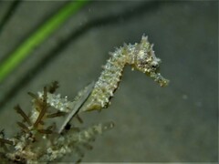 Hippocampus breviceps