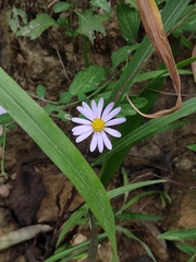 Aster indicus