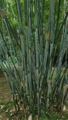 Bambusa chungii