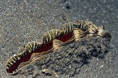 Atrina vexillum