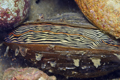 Atrina vexillum