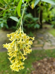 Cestrum nocturnum
