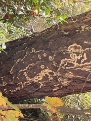 Coniophora puteana