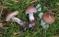 Cortinarius suberi