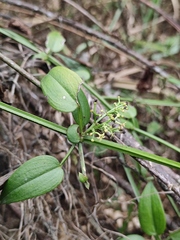 Rubia cordifolia