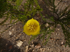 Calochortus weedii
