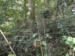 Viburnum setigerum