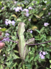 Dolichandra cynanchoides