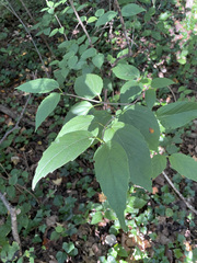 Viburnum setigerum