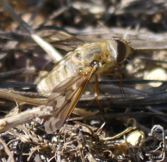 Poecilanthrax willistonii