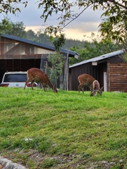 Tragelaphus sylvaticus sylvaticus