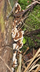 Trametes ochracea