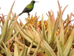 Nectarinia famosa