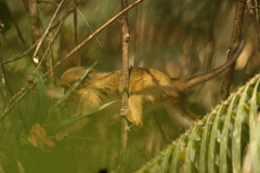 Miopithecus ogouensis