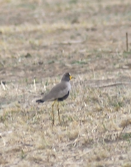 Vanellus senegallus