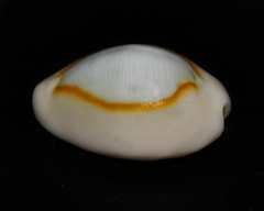 Monetaria annulus