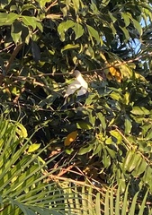 Ducula spilorrhoa