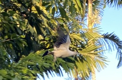 Ducula spilorrhoa