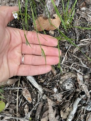 Amphipogon