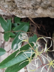 Clematis florida