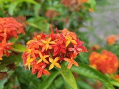 Ixora chinensis
