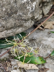 Clematis florida