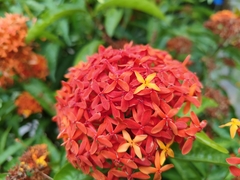 Ixora chinensis